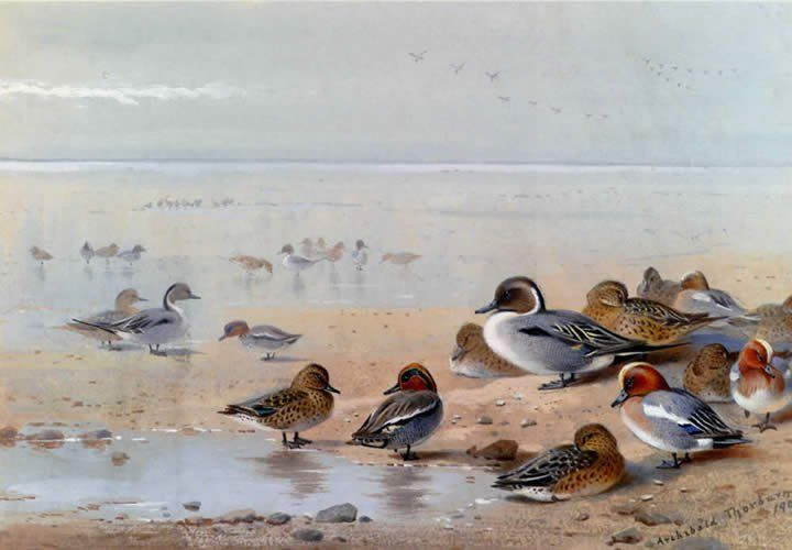 Archibald Thorburn Pintail Teal And Wigeon On The Seashore